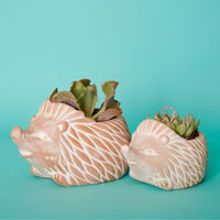 Small Terracotta Hedgehog Pot