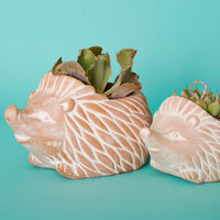 Terracotta Hedgehog Pot Set