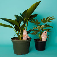 Bird Frog Terracotta Watering Stake Set