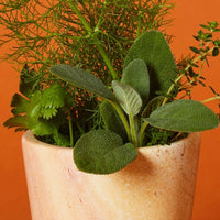 Small Kisii Stone White Succulent Pot