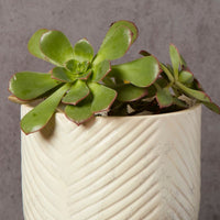 Kisii Soapstone White Footed Succulent Pot