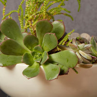 Kisii Soapstone Round Pedestal Succulent Bowl Pot