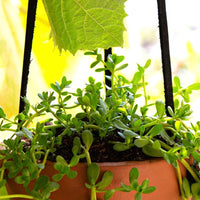 Terracotta Leather Hanging Planter