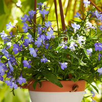 Grey Terracotta Leather Hanging Planter