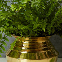 Pure Brass Pot Planter