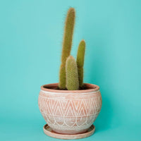 Large Terracotta Belly Pot Saucer