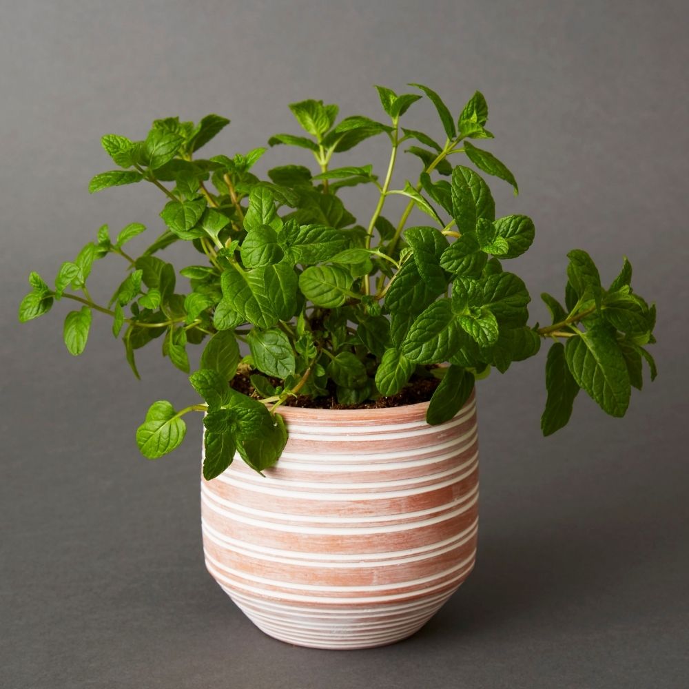 Small Striped Terracotta Pot Set