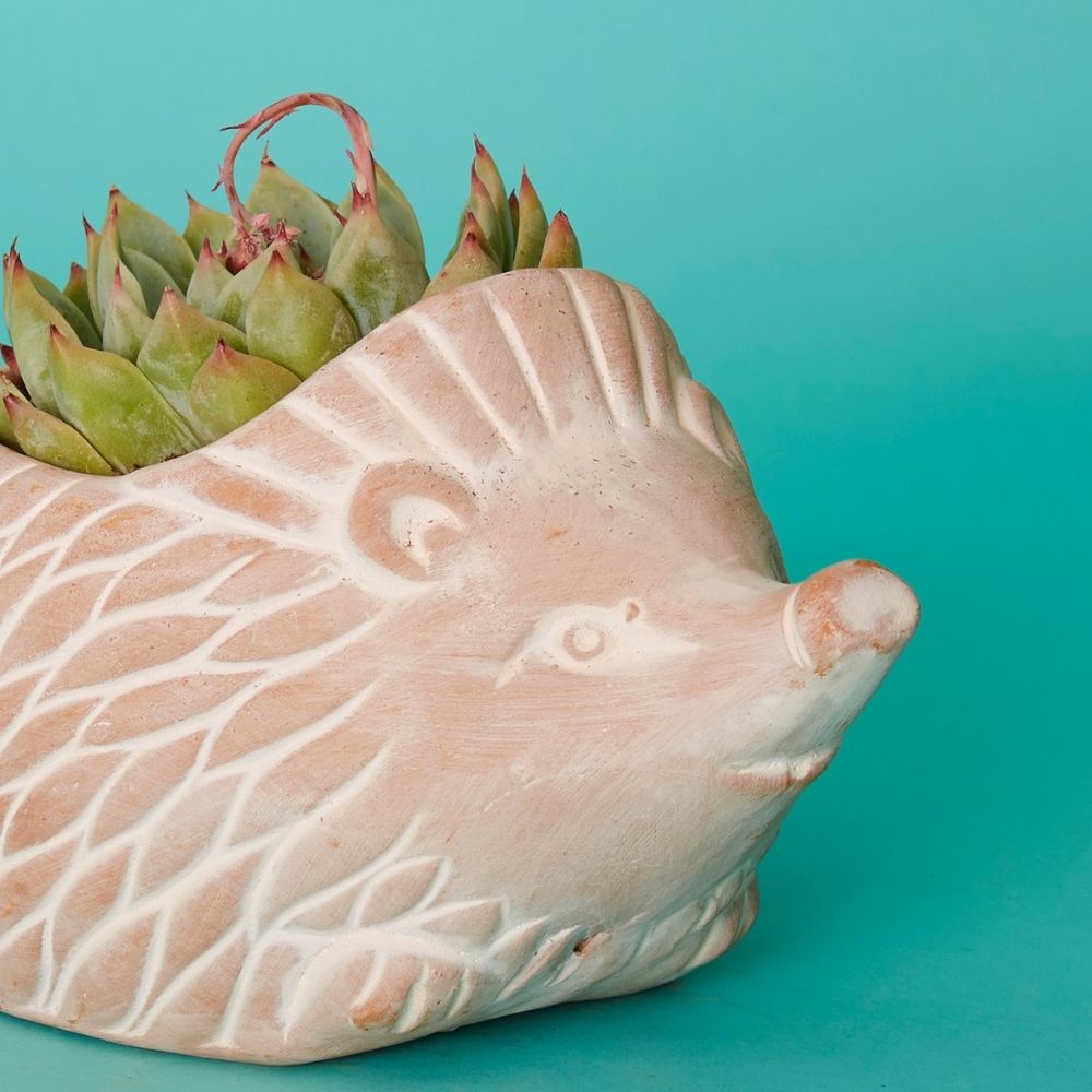 Small Terracotta Hedgehog Pot
