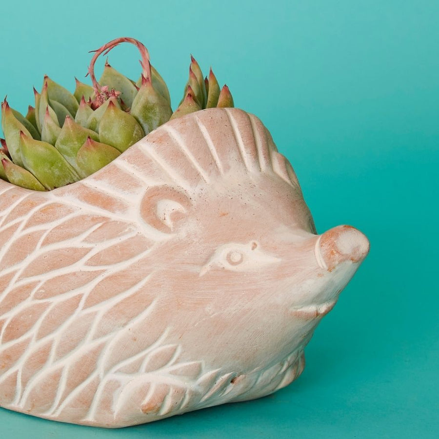 Small Terracotta Hedgehog Pot