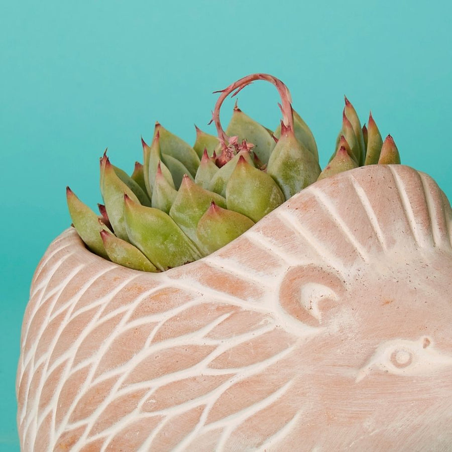 Small Terracotta Hedgehog Pot