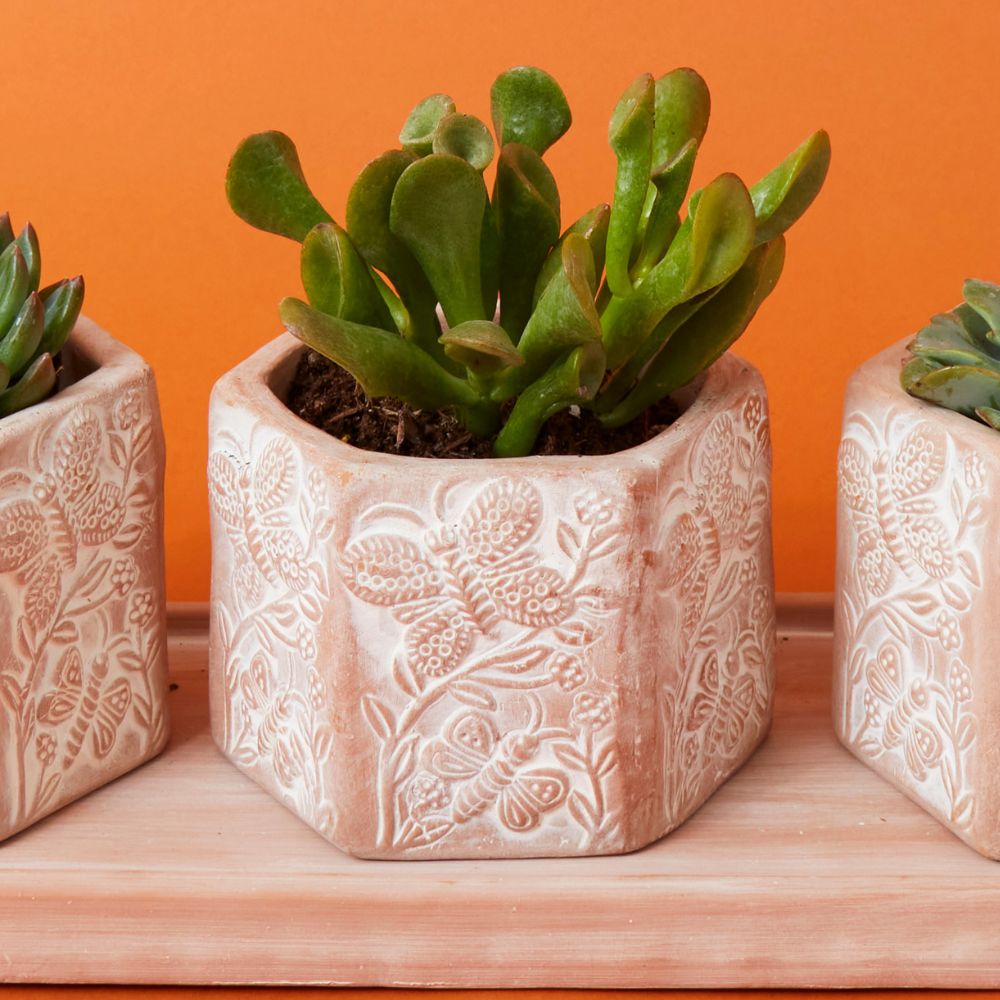 Small Butterfly Hex Terracotta Pot Tray Set