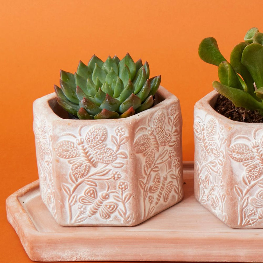 Small Butterfly Hex Terracotta Pot Tray Set