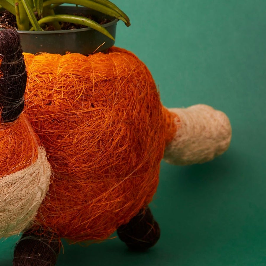 Fox Coir Succulent Planter