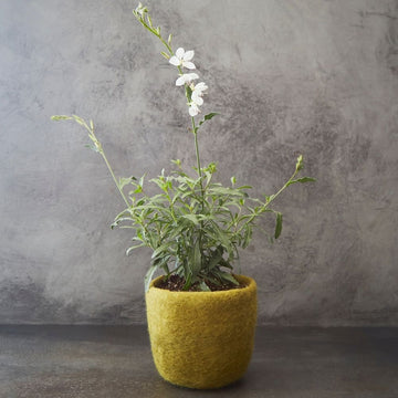 Olive Green Felt Succulent Planter