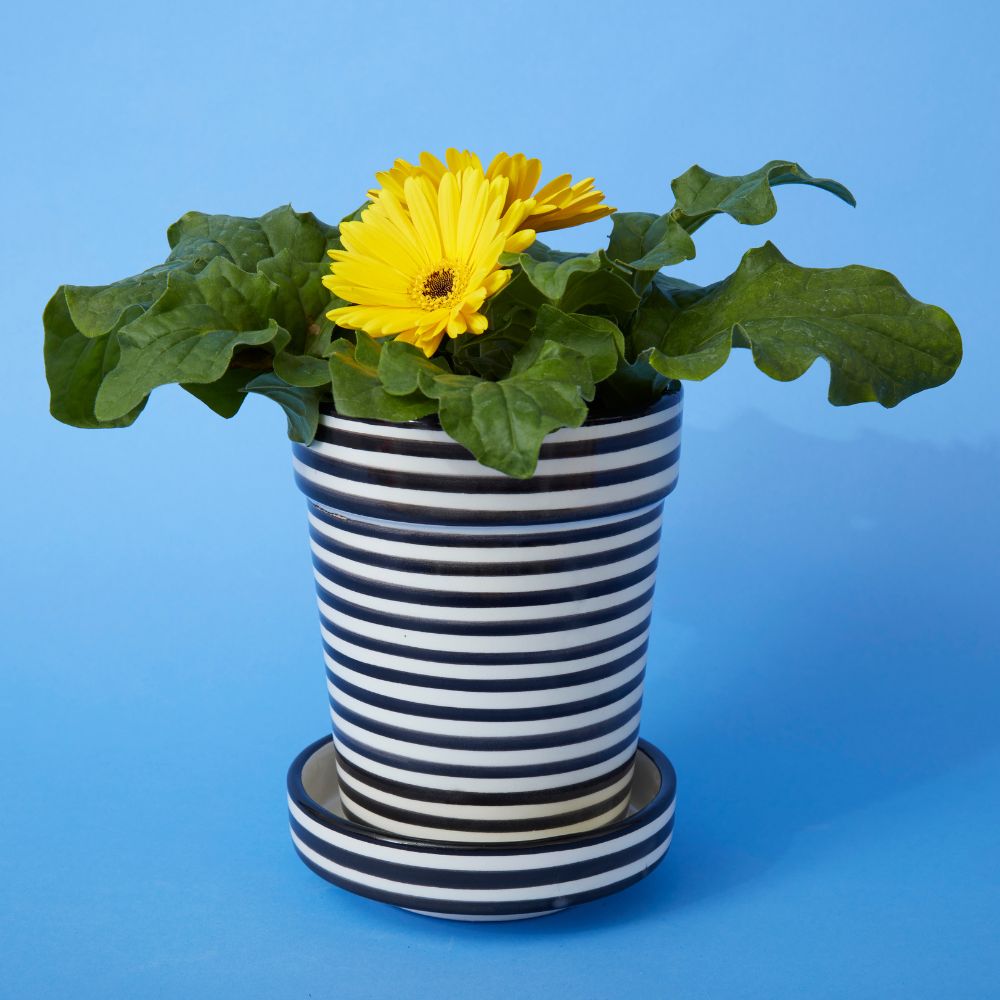 Black Striped Ceramic Planter Set