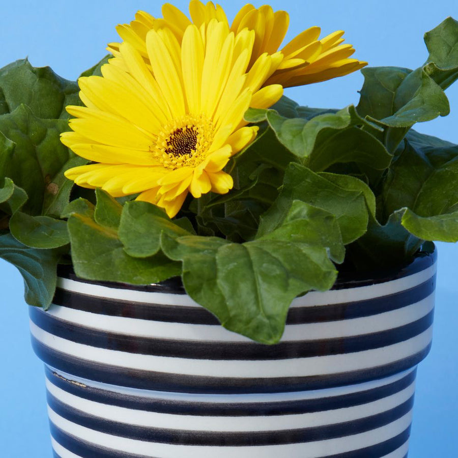 Black Striped Ceramic Planter Set