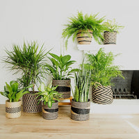 12" Small Seagrass Planter Shelf Basket