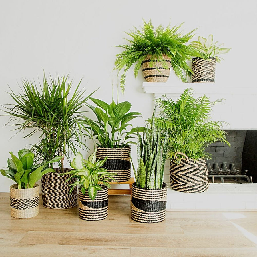 12" Small Seagrass Planter Shelf Basket