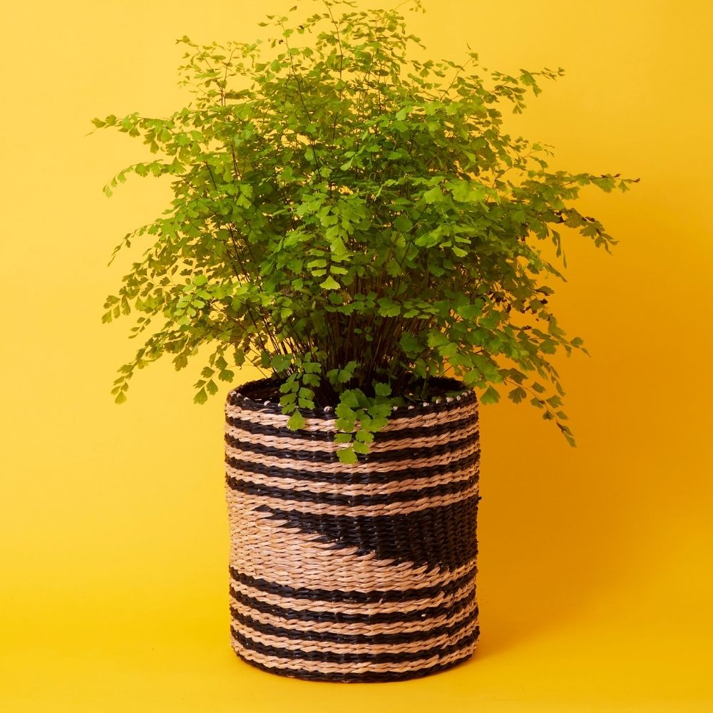 10" Small Geometric Seagrass Planter Shelf Basket