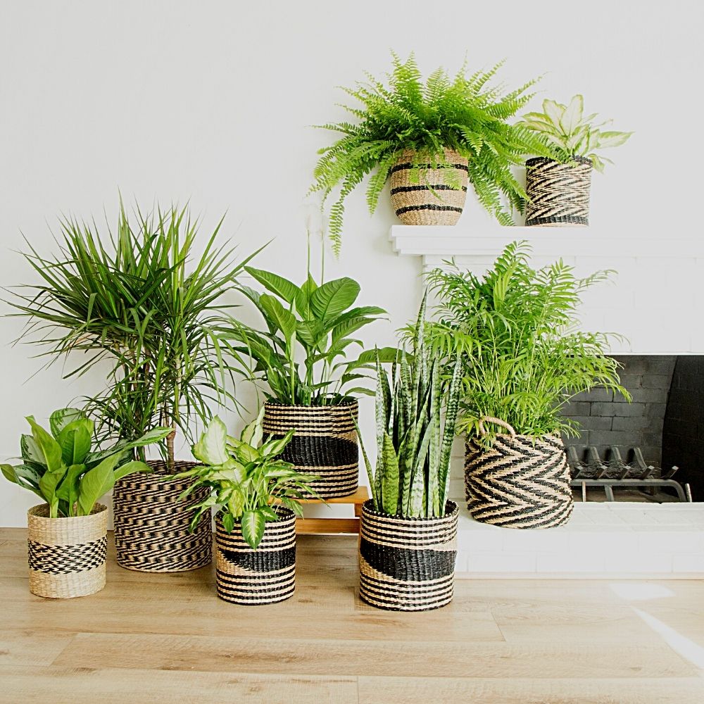 10" Small Geometric Seagrass Planter Shelf Basket