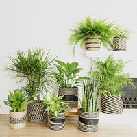 10" Small Zig Zag Seagrass Planter Shelf Basket