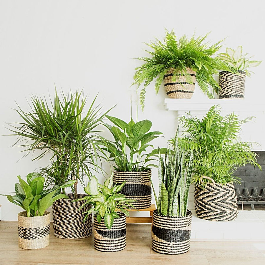 10" Small Zig Zag Seagrass Planter Shelf Basket