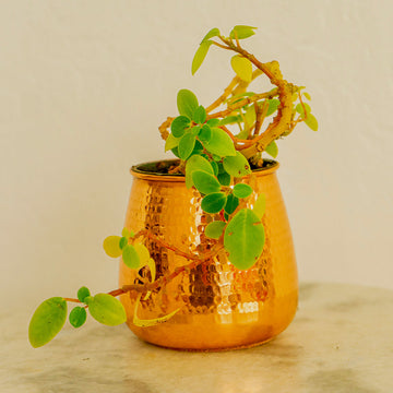 Small Hand Hammered Copper Succulent Pot